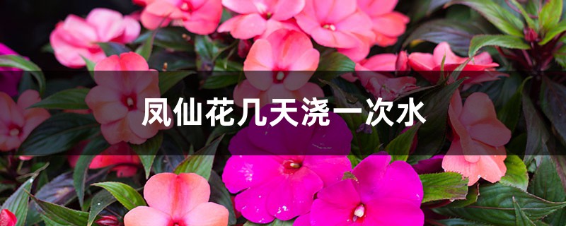 凤仙花几天浇一次水