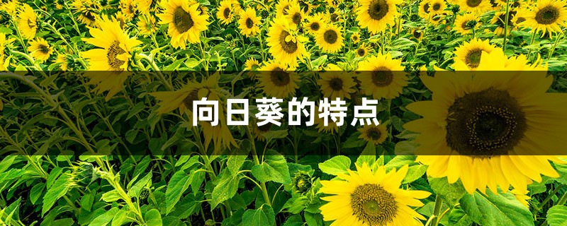 向日葵的特点