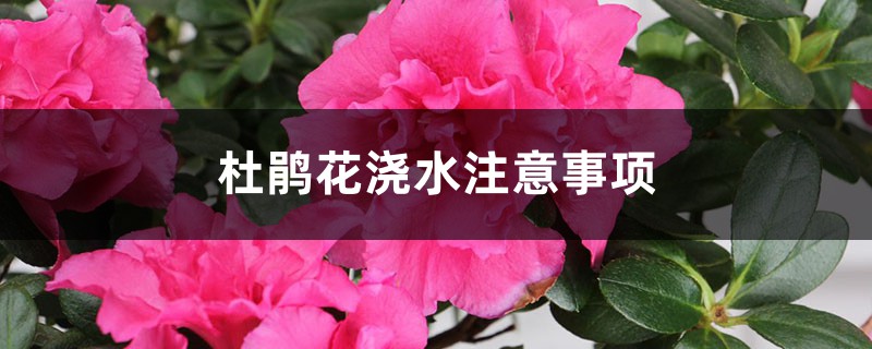 杜鹃花浇水注意事项，杜鹃花多久浇水一次