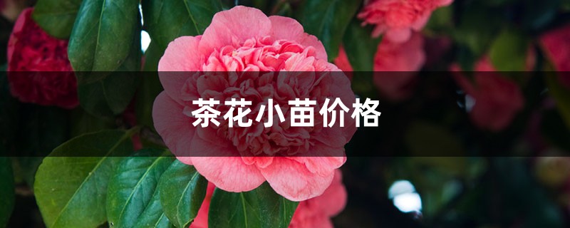 茶花小苗价格