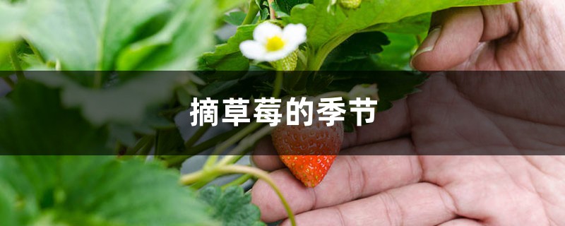 摘草莓的季节