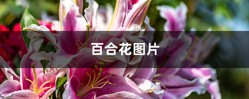 百合花图片（形态特征和养护方法简介）