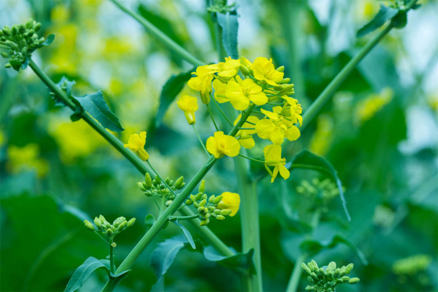 油菜花