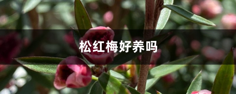 松红梅好养吗