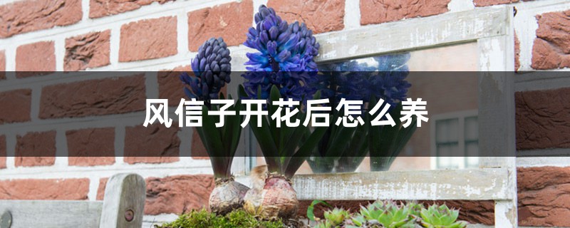 风信子开花后怎么养