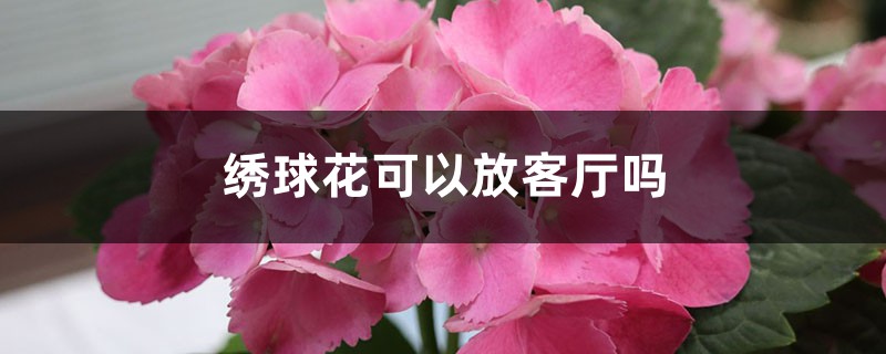 绣球花可以放客厅吗，通过空气有毒吗