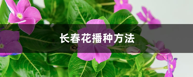 长春花播种方法有什么