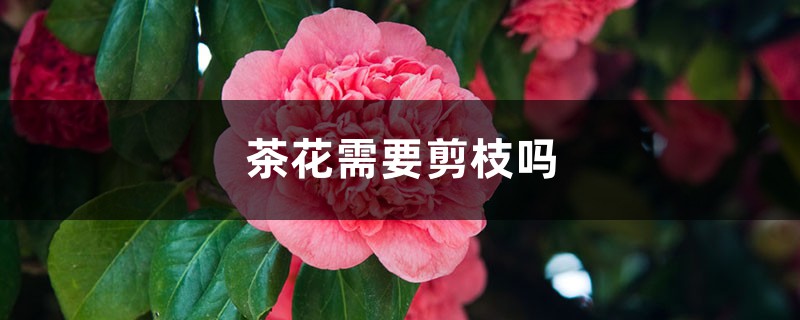 茶花需要剪枝吗