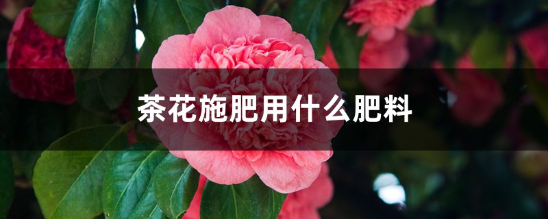 茶花施肥用什么肥料