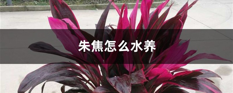 朱焦怎么水养