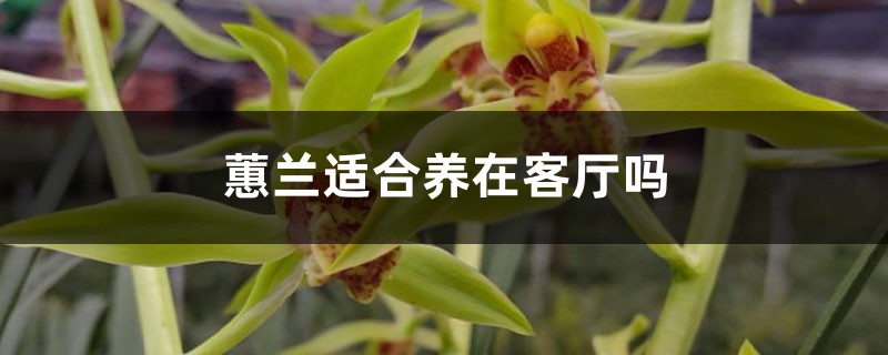 蕙兰适合养在客厅吗