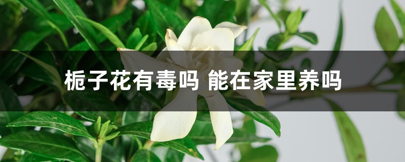 栀子花有毒吗 能在家里养吗