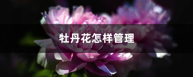 牡丹花怎样管理