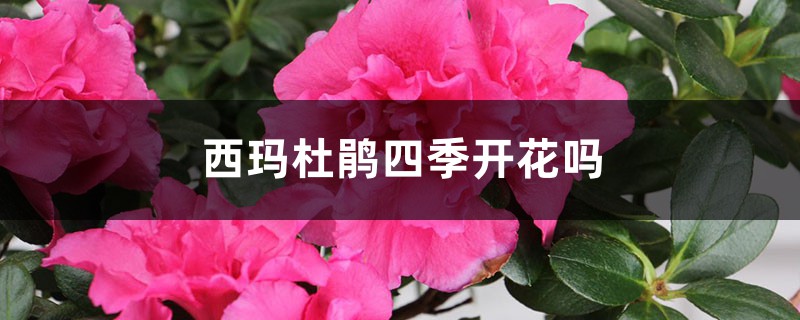 西玛杜鹃四季开花吗