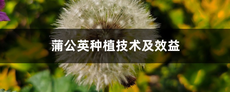 蒲公英的种植技术（时间、方法和效益）