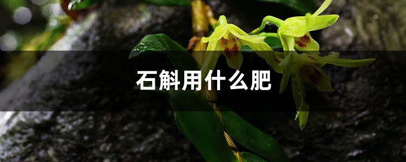 盆栽石斛施什么肥