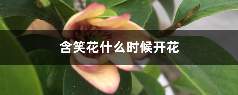 含笑花什么时候开花