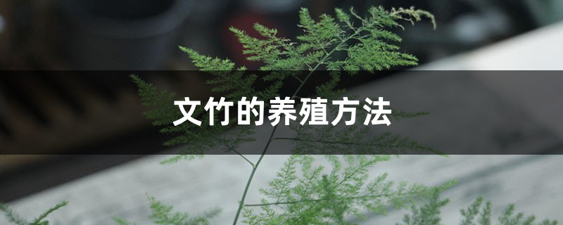 文竹的养殖方法