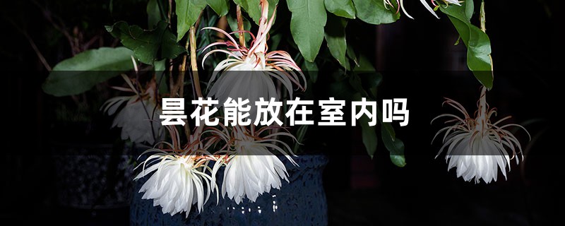 昙花能放在室内吗