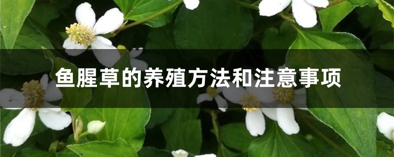 鱼腥草的养殖方法和注意事项