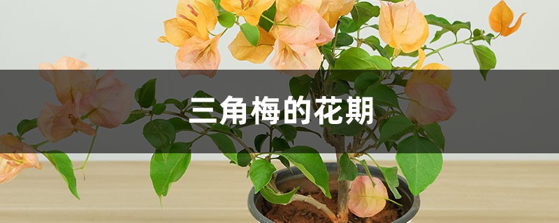 三角梅的花期