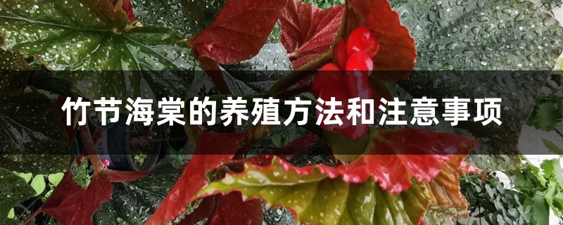 竹节海棠的养殖方法和注意事项