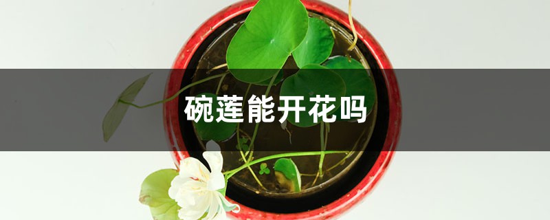 碗莲能开花吗