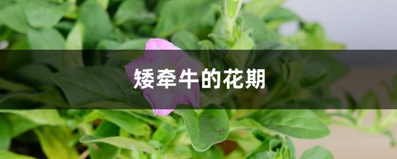 矮牵牛的花期