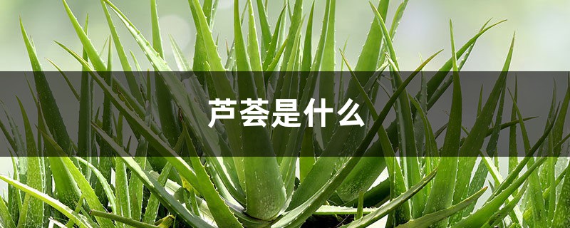 芦荟是什么