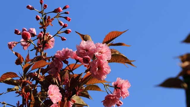 日本晚樱和东京樱花的区别