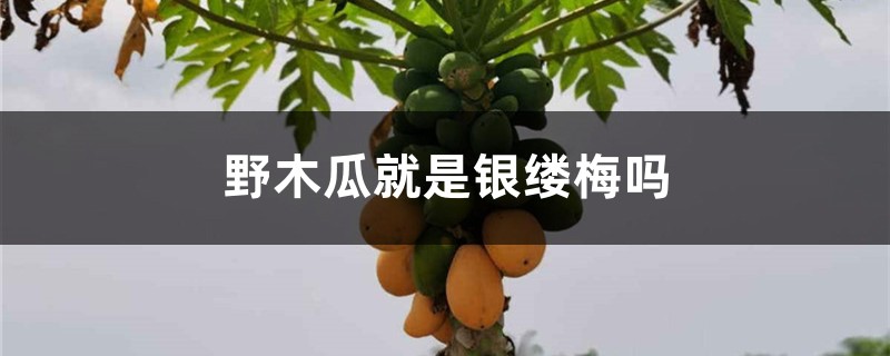 野木瓜就是银缕梅吗