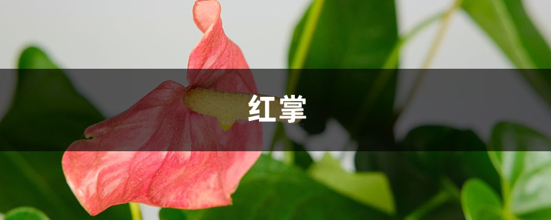 “红掌”开得再娇艳，这4点不注意，也能变得“灰头土脸”