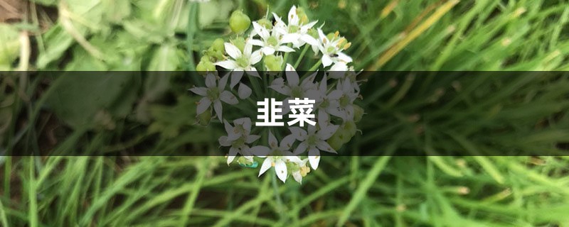 小区人人种韭菜，3天发芽，10天就能割一茬！