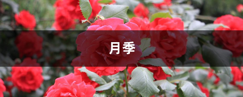 这花比月季还漂亮，随手切1刀，1盆能开5色花！