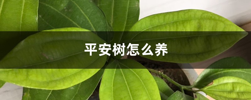 平安树怎么养