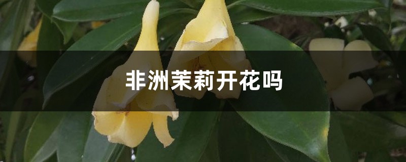 非洲茉莉开花吗