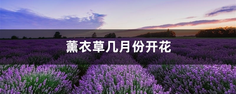 薰衣草几月份开花