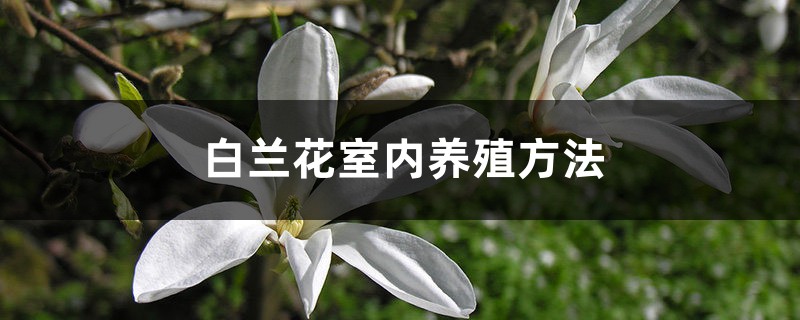 白兰花室内养殖方法