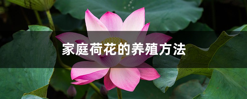 家庭荷花的养殖方法