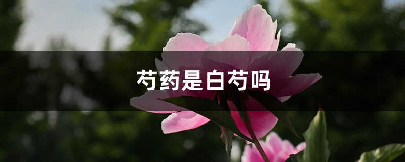 芍药是白芍吗