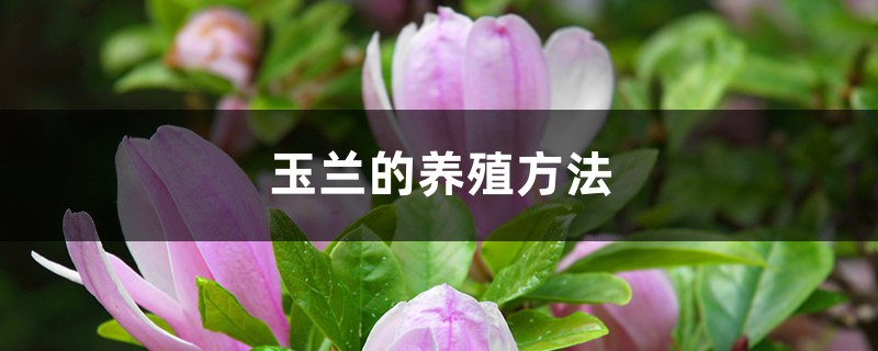 玉兰的养殖方法