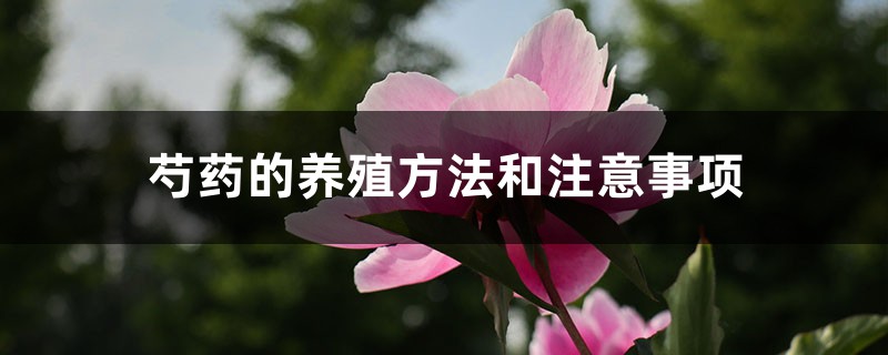 芍药的养殖方法和注意事项