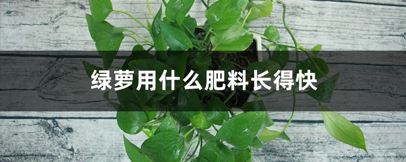 绿萝用什么肥料长得快