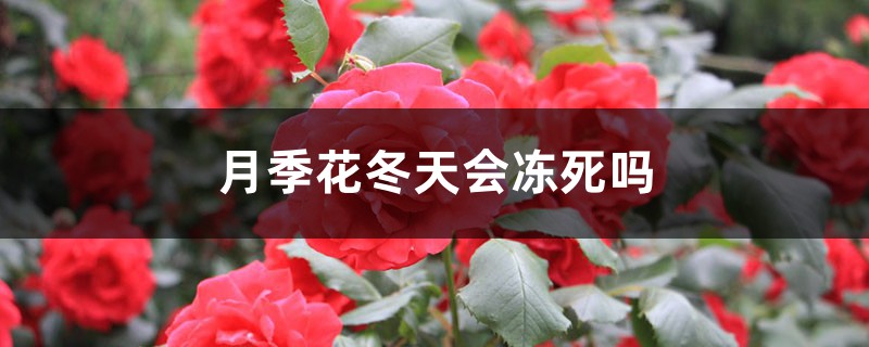 月季花冬天会冻死吗