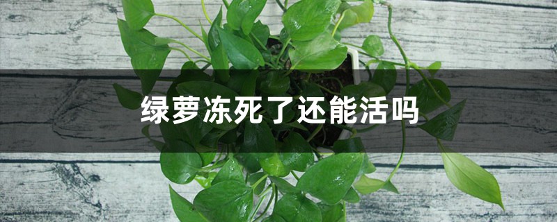 绿萝冻死了还能活吗