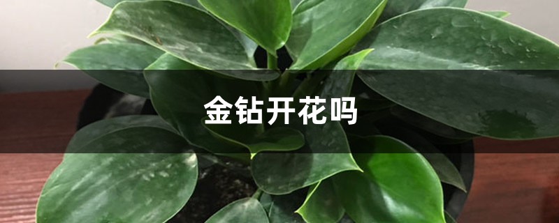 金钻开花吗