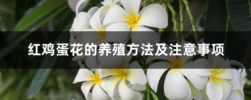 红鸡蛋花的养殖方法及注意事项