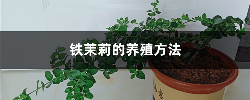 铁茉莉的养殖方法