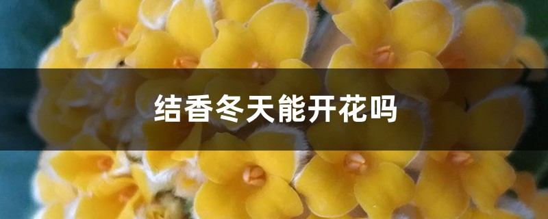 结香冬天能开花吗