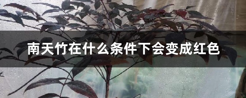 南天竹在什么条件下会变成红色